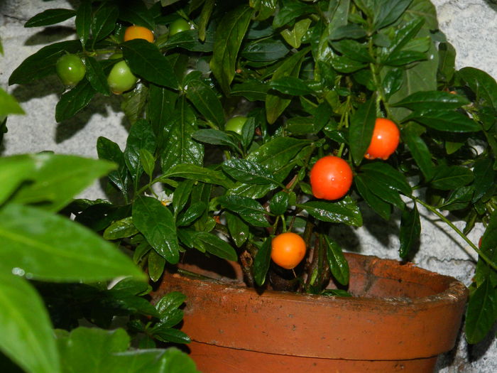 DSCN4031 - 2015_AUGUST