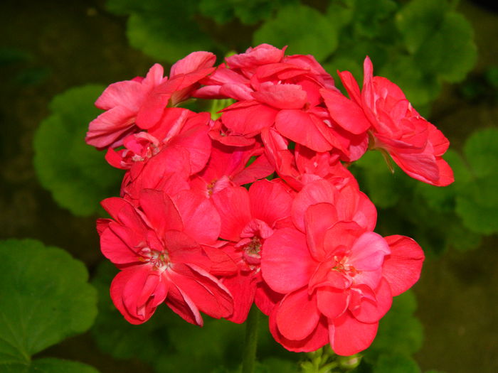 DSCN4034 - 2015_AUGUST