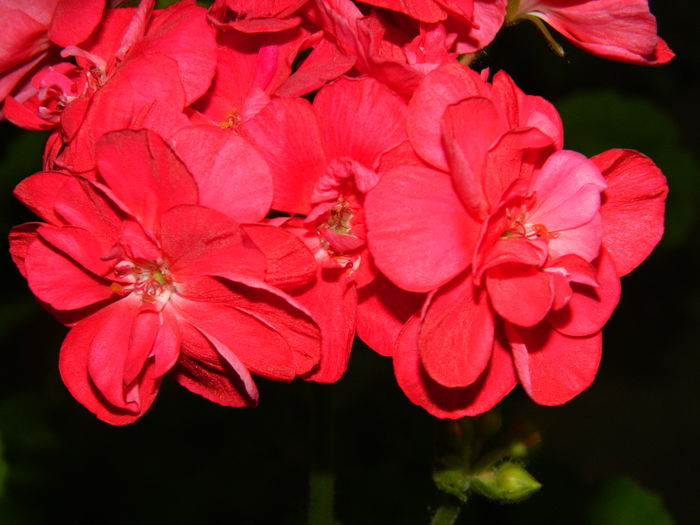 DSCN4035 - 2015_AUGUST