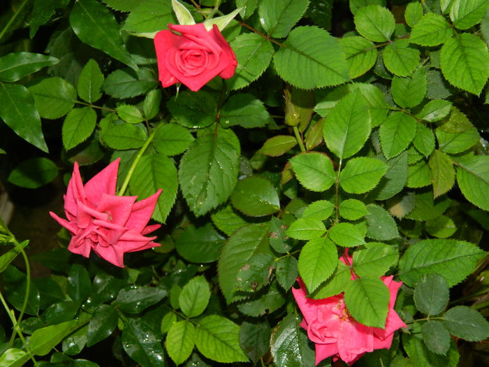 DSCN4037 - 2015_AUGUST