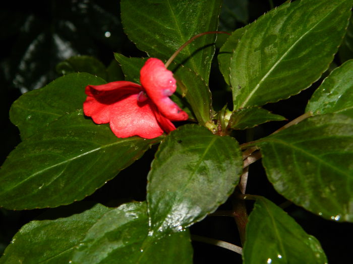 DSCN4038 - 2015_AUGUST