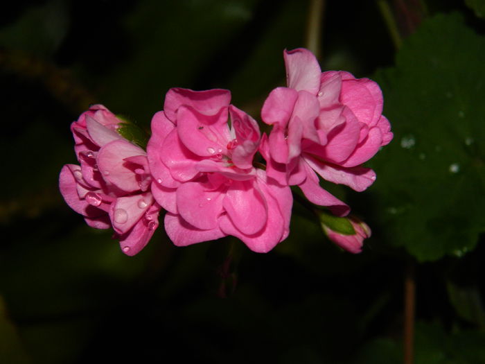 DSCN4039 - 2015_AUGUST