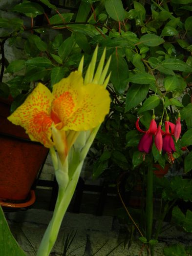 DSCN4040 - 2015_AUGUST