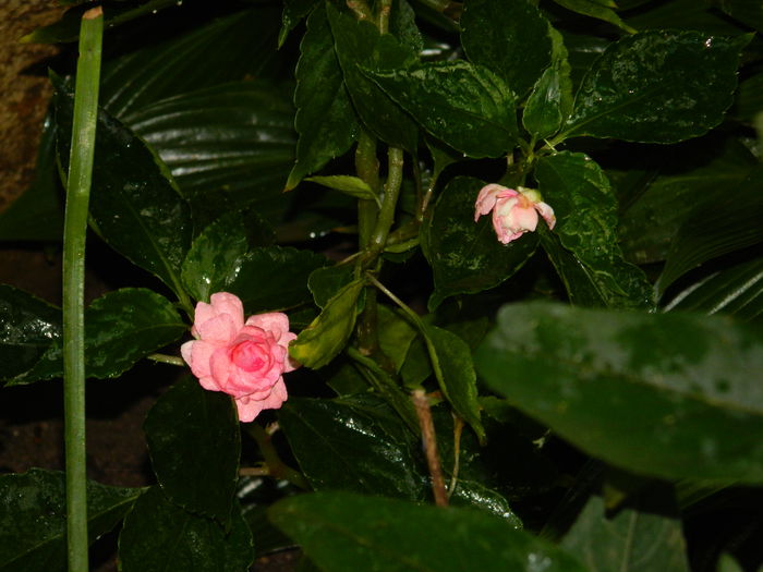 DSCN4042 - 2015_AUGUST