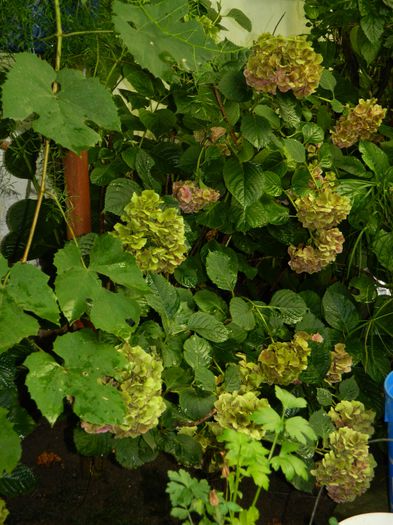 DSCN4043 - 2015_AUGUST