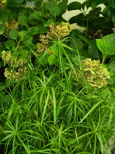 DSCN4045 - 2015_AUGUST