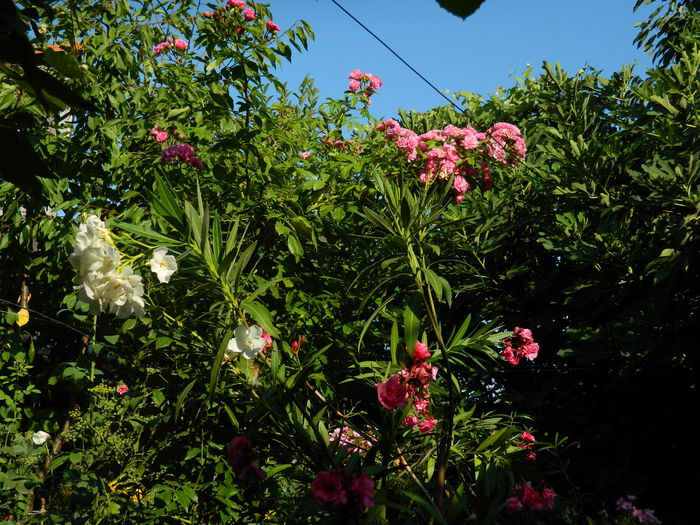 DSCN4047 - 2015_AUGUST