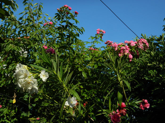 DSCN4048 - 2015_AUGUST