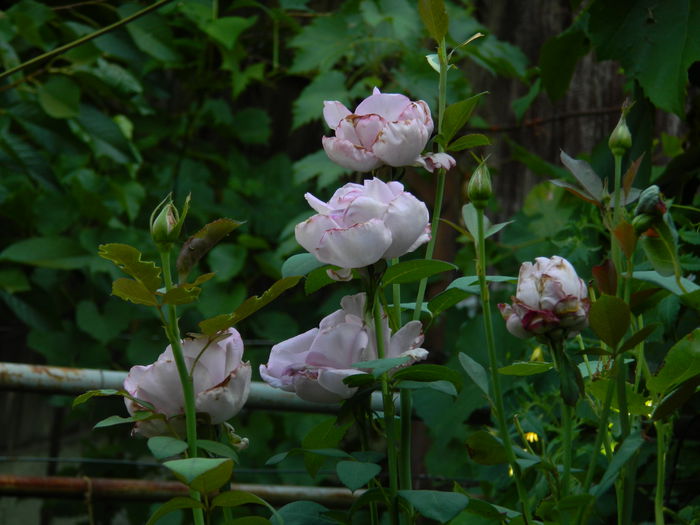 DSCN4049 - 2015_AUGUST