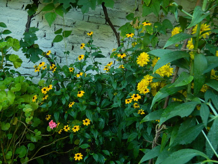 DSCN4050 - 2015_AUGUST