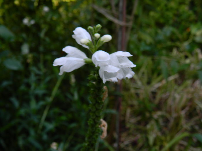 DSCN4052 - 2015_AUGUST