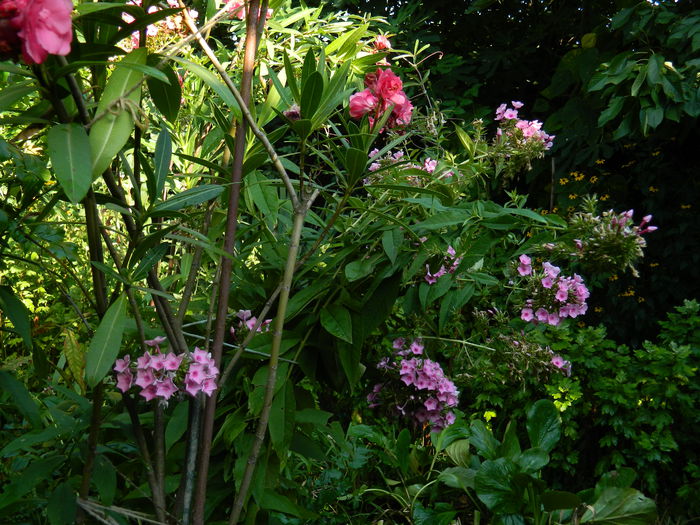 DSCN4054 - 2015_AUGUST