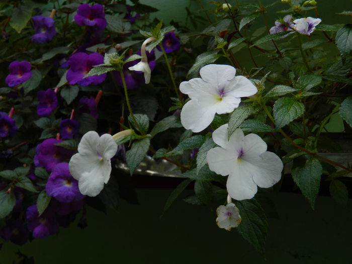 DSCN4055 - 2015_AUGUST