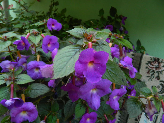 DSCN4057 - 2015_AUGUST