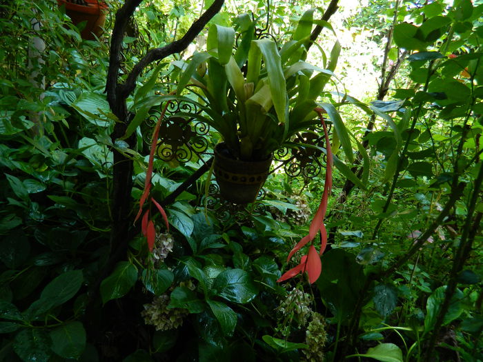 DSCN4060 - 2015_AUGUST