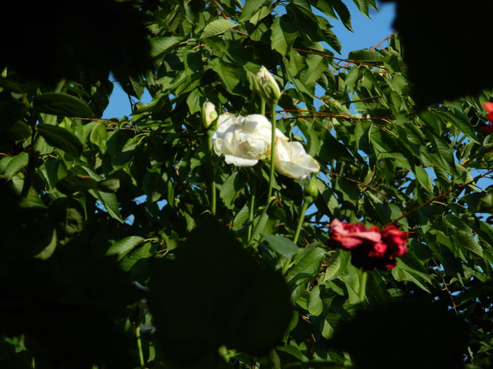 DSCN4065