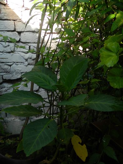DSCN4070