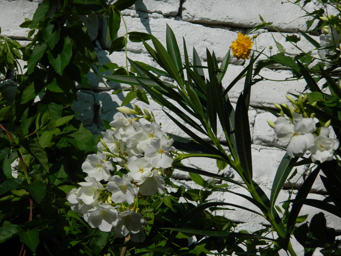 DSCN4073