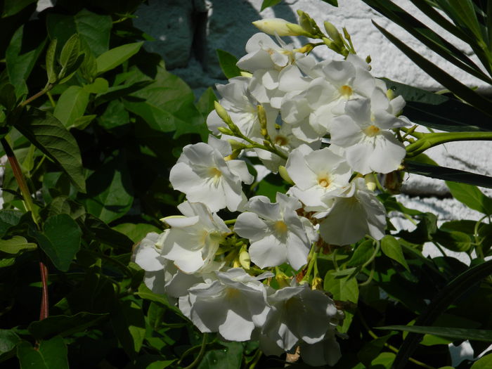 DSCN4074 - 2015_AUGUST