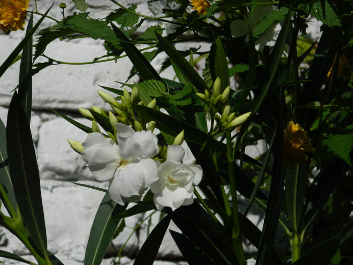 DSCN4075