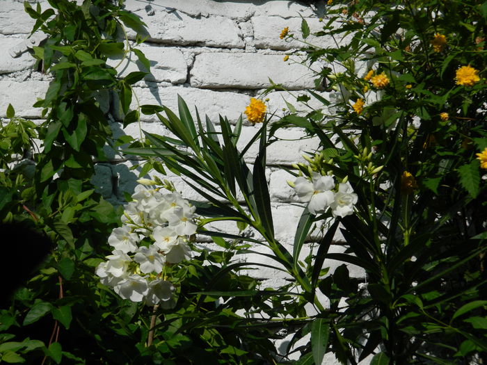 DSCN4077 - 2015_AUGUST