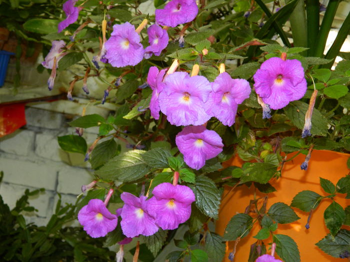 DSCN4081 - 2015_AUGUST