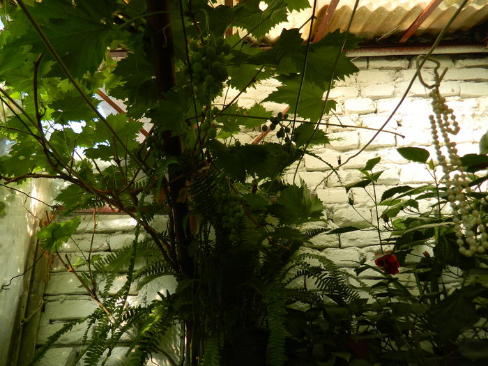 DSCN4082 - 2015_AUGUST