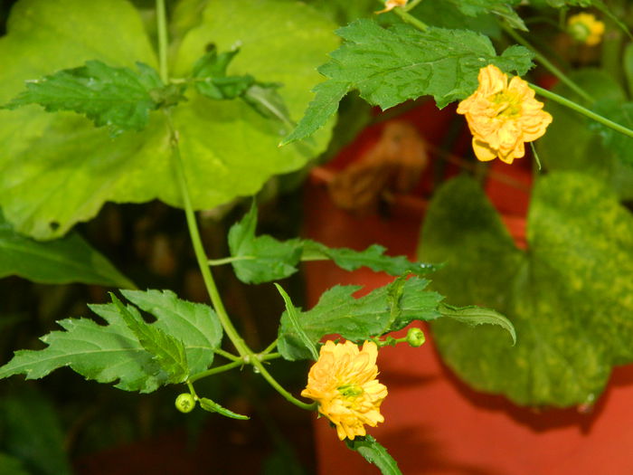 DSCN4085