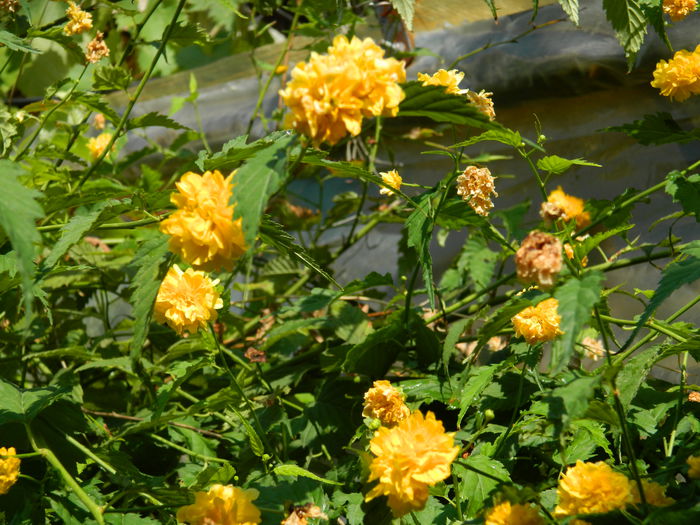 DSCN4086 - 2015_AUGUST