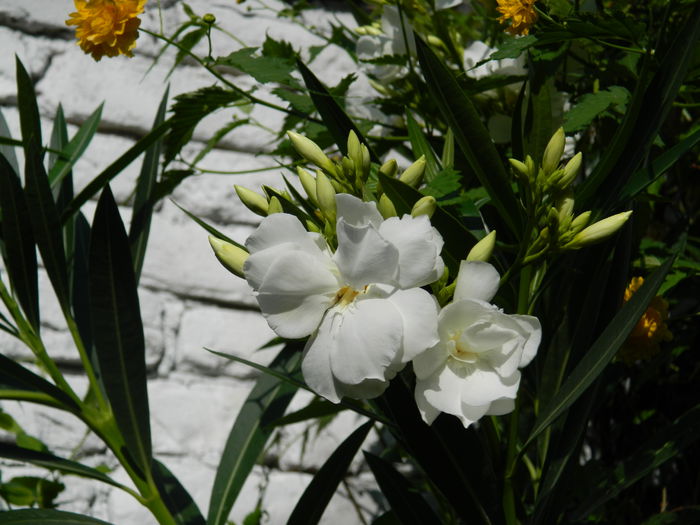 DSCN4088 - 2015_AUGUST