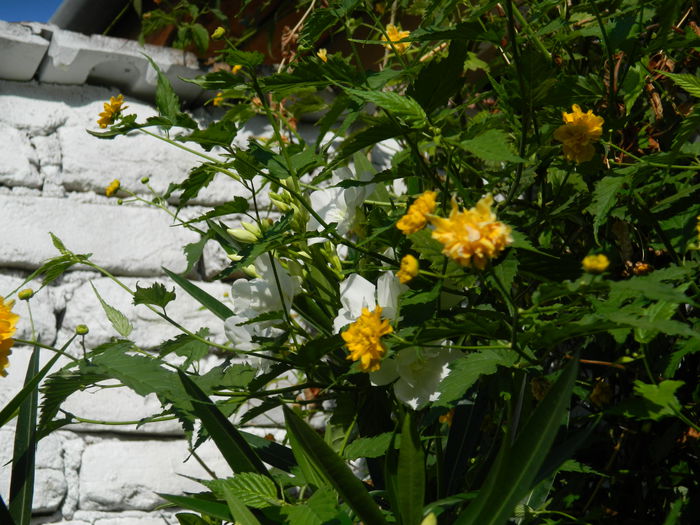 DSCN4089 - 2015_AUGUST