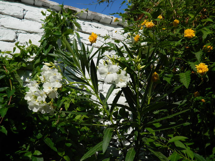 DSCN4090 - 2015_AUGUST