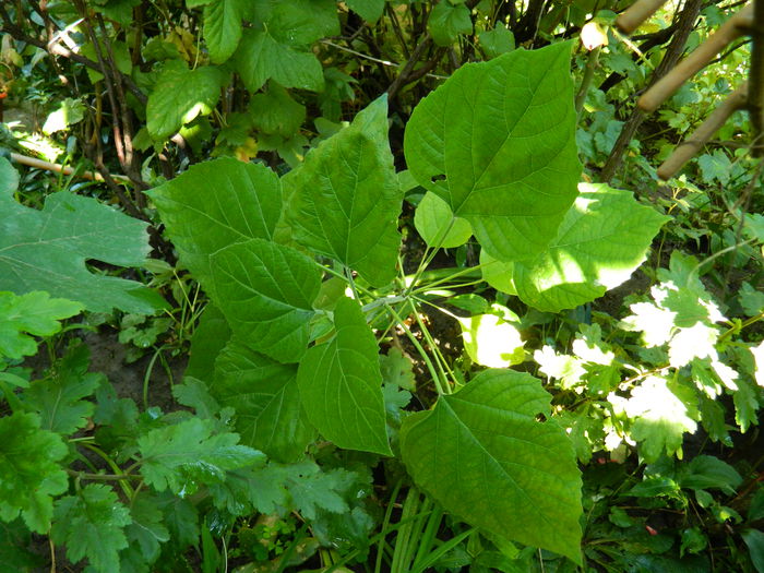 DSCN4094 - 2015_AUGUST