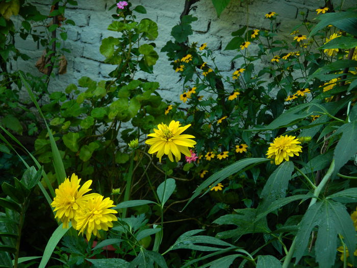 DSCN4099 - 2015_AUGUST