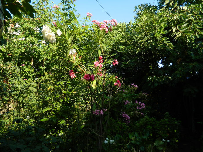 DSCN4102 - 2015_AUGUST