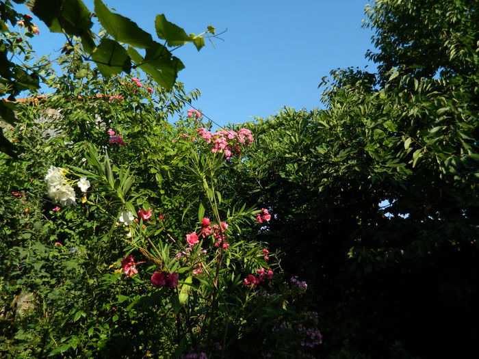 DSCN4103 - 2015_AUGUST