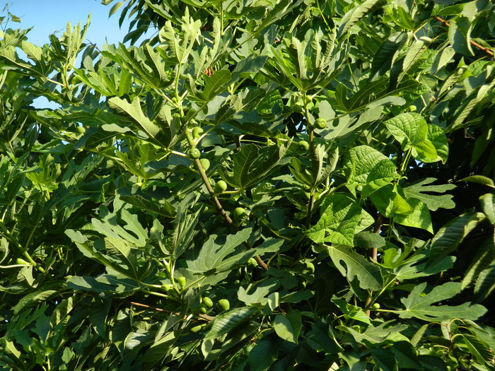 DSCN4104 - 2015_AUGUST