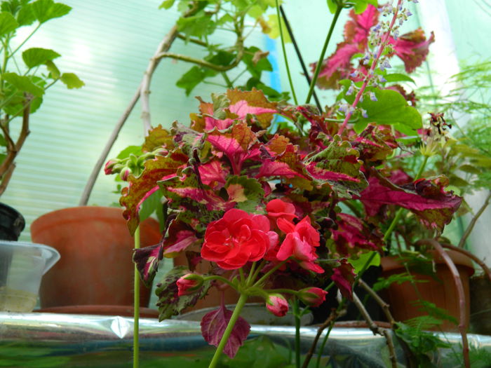 DSCN4111 - 2015_AUGUST