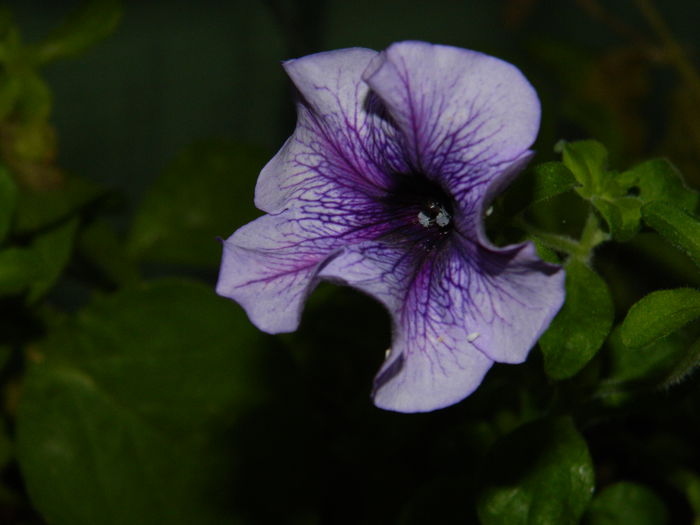 DSCN4113 - 2015_AUGUST