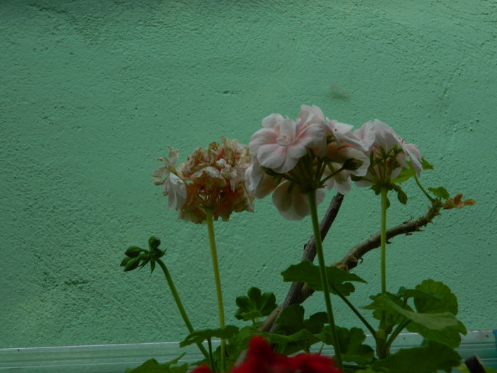 DSCN4115 - 2015_AUGUST