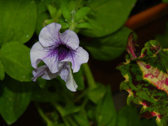 DSCN4116 - 2015_AUGUST