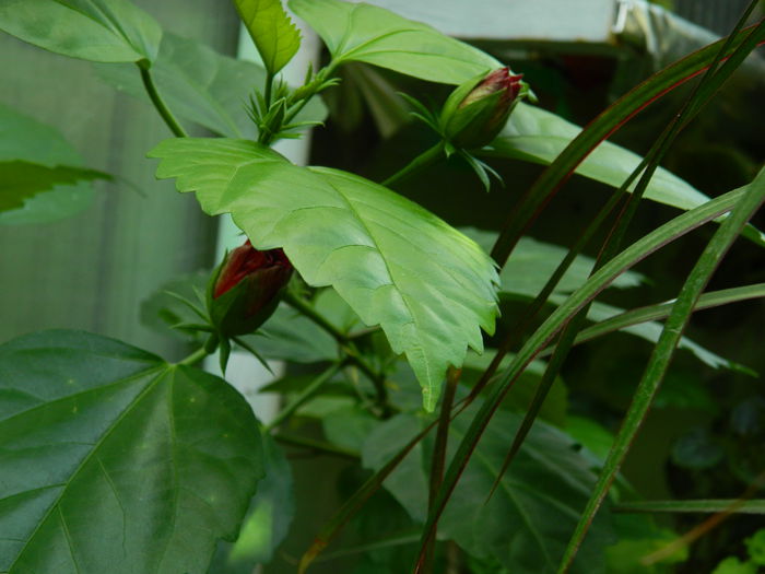 DSCN4127 - 2015_AUGUST