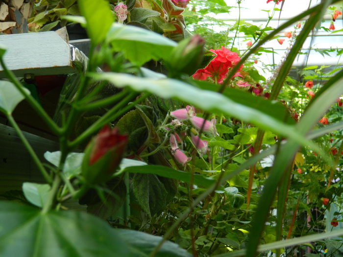 DSCN4128 - 2015_AUGUST