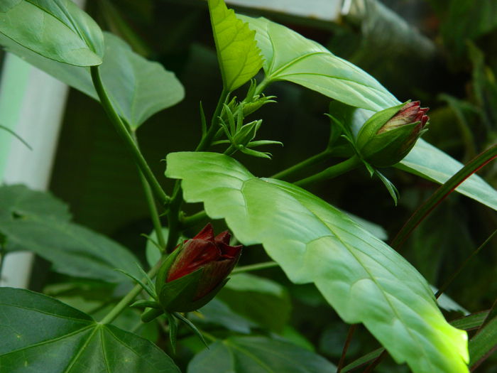 DSCN4129 - 2015_AUGUST