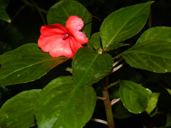DSCN4137