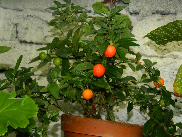 DSCN4139