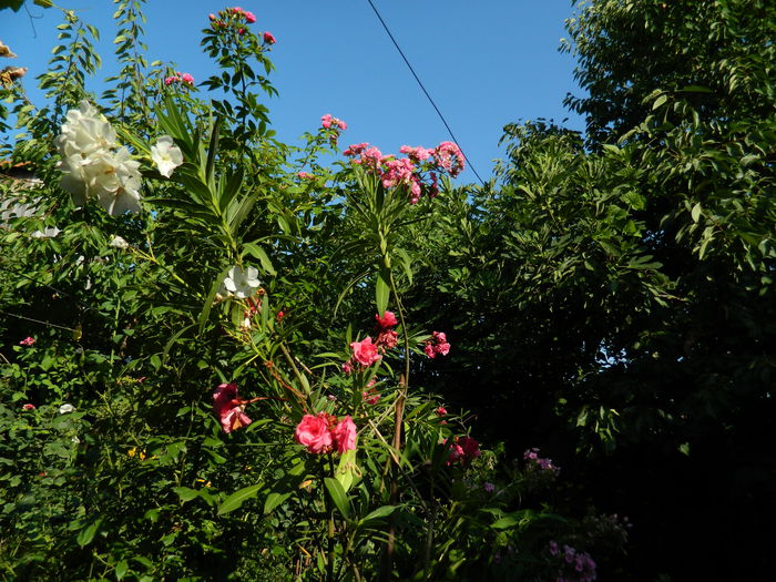 DSCN4142