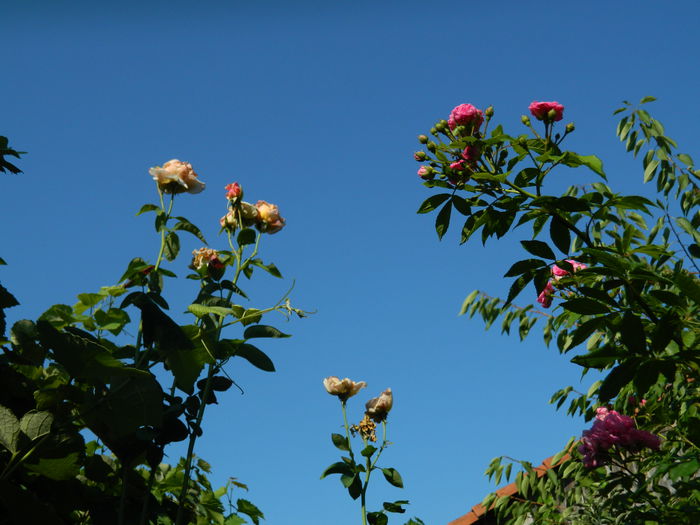 DSCN4148 - 2015_AUGUST