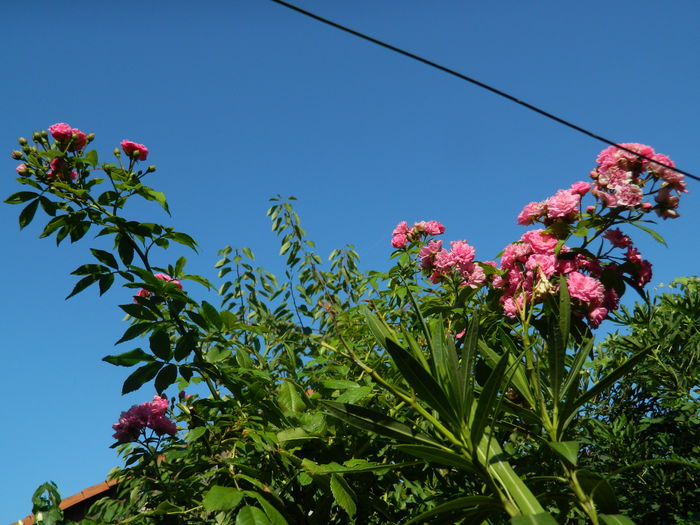 DSCN4149 - 2015_AUGUST