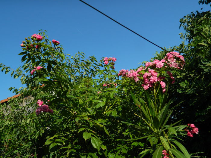 DSCN4152 - 2015_AUGUST